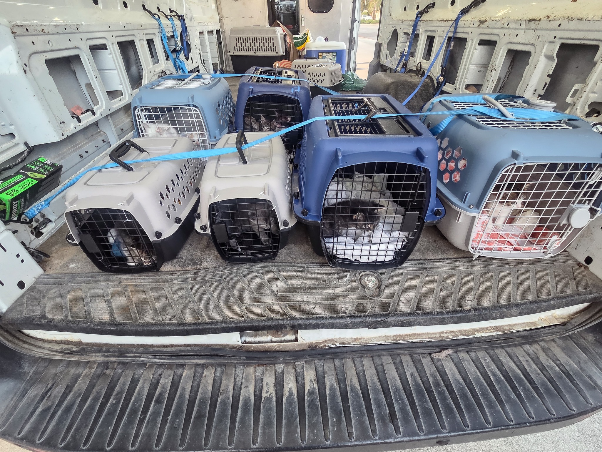Secured animal carriers inside Goldmark cargo van